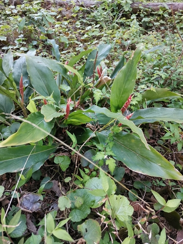 Image of Alpinia japonica by (c) harum.koh, some rights reserved (CC BY-SA)