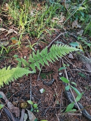 Dennstaedtia hirsuta