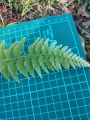 Dennstaedtia hirsuta