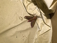 Deilephila elpenor
