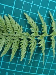 Dennstaedtia hirsuta