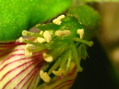 Oxalis obtriangulata