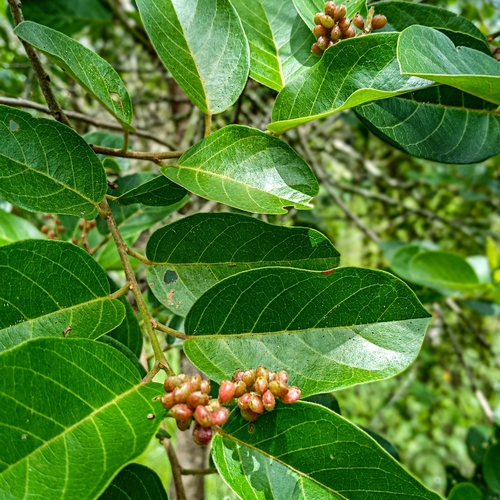 Antidesma ghaesembilla (Antidesma ghaesembilla)