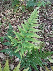 Dryopteris pacifica