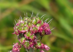 Allium kermesinum