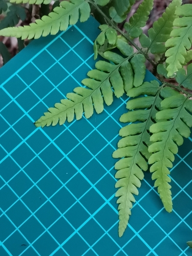 Dryopteris immixta, photograph 1