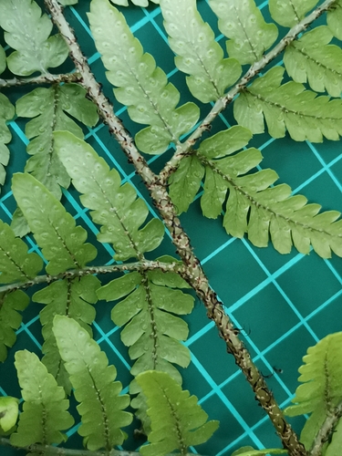 Dryopteris immixta, photograph 2