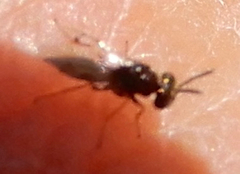 Pirenidae