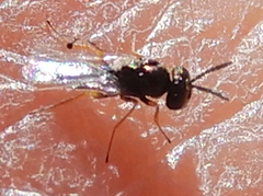 Pirenidae