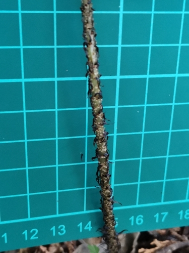 Dryopteris immixta, photograph 3