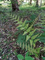 Dryopteris erythrosora