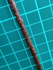 Dryopteris erythrosora