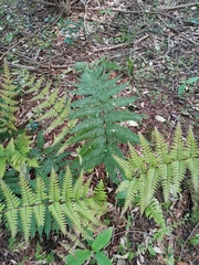 Dryopteris erythrosora