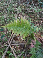 Dryopteris erythrosora