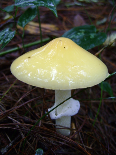 Cottony Volva Amanita