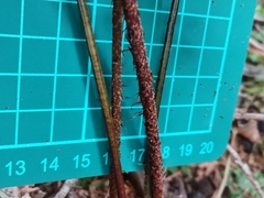 Dryopteris erythrosora