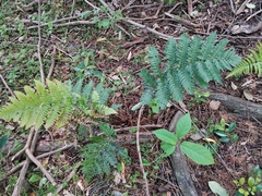 Dryopteris erythrosora