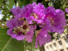 Lagerstroemia