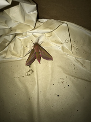 Deilephila elpenor