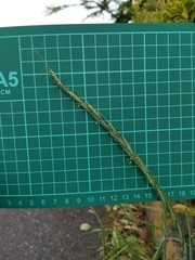 Elymus ciliaris