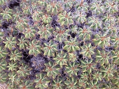 Ferocactus robustus