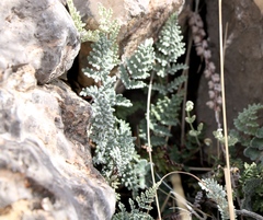 Notholaena greggii
