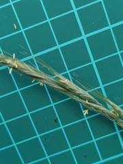 Elymus ciliaris