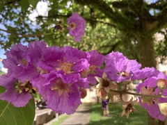 Lagerstroemia