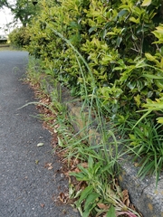 Elymus ciliaris