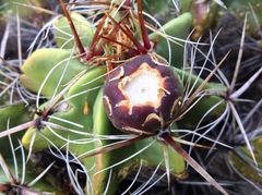 Ferocactus robustus