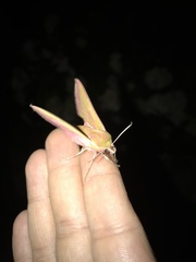 Deilephila elpenor