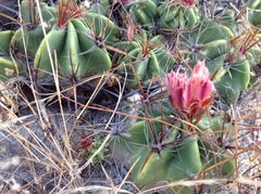 Ferocactus robustus