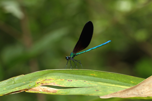 Matrona nigripectus Selys, 1879