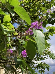 Lagerstroemia