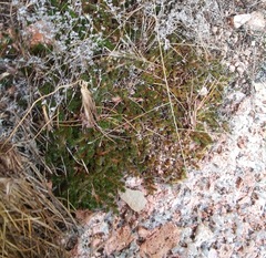 Selaginella peruviana