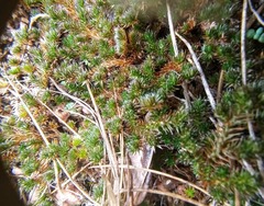 Selaginella peruviana