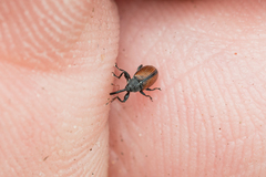 Anthonomus phyllocola