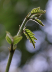 Artocarpus tonkinensis