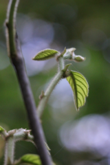 Artocarpus tonkinensis