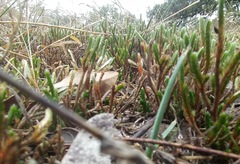 Selaginella corallina