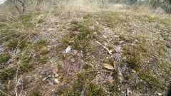 Selaginella corallina