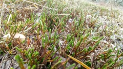 Selaginella corallina