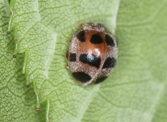 Epilachna crassimala