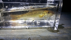 Nocomis leptocephalus