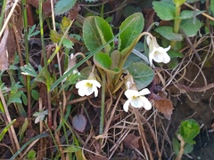 Viola pacifica