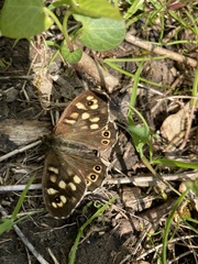 Pararge aegeria