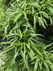 Pteris multifida
