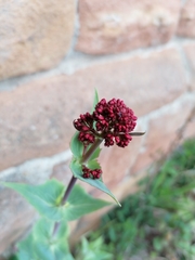 Centranthus ruber