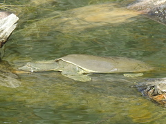 Apalone spinifera emoryi