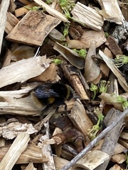 Bombus terrestris